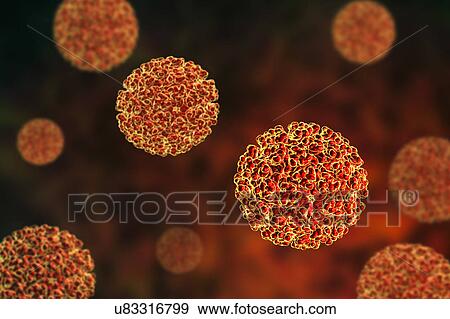 Stock Photo - Ross River viruses, illustration. Fotosearch