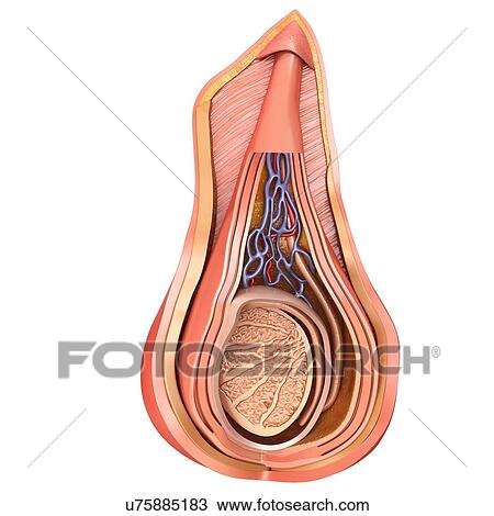 Stock Image - Scrotal layers of testis, illustration. Fotosearch