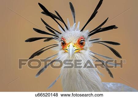 Stock Photo - Secretary bird. Fotosearch