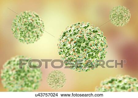 Sindbis virus, illustration View Large Photo Image Picture - Sindbis virus, illustration. Fotosearch