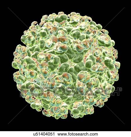 Stock Image - Sindbis virus, illustration. Fotosearch