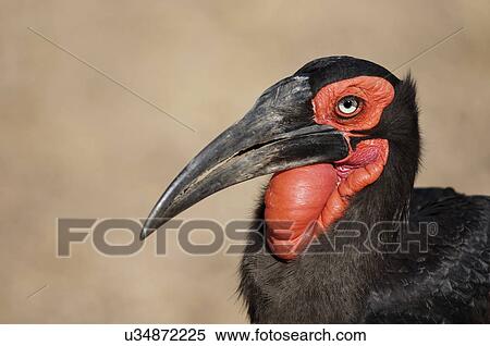 Stock Photography - Southern ground hornbill. Fotosearch