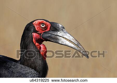 Stock Photography - Southern ground hornbill. Fotosearch