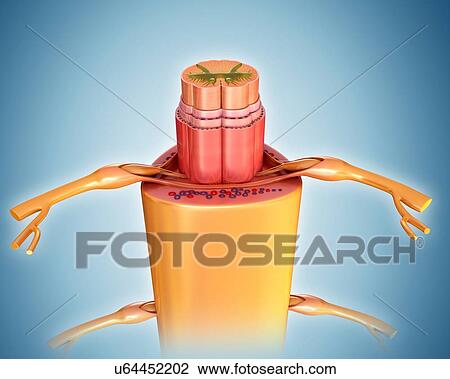 Spinal cord cross-section, illustration View Large Photo Image Stock Image - Spinal cord cross-section, illustration. Fotosearch