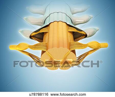 Stock Photograph - Spinal cord cross-section, illustration. Fotosearch