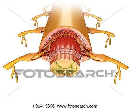 Spinal cord cross-section, illustration View Large Photo Image Stock Photograph - Spinal cord cross-section, illustration. Fotosearch