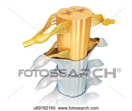 Stock Photography - Spinal cord cross-section, illustration. Fotosearch