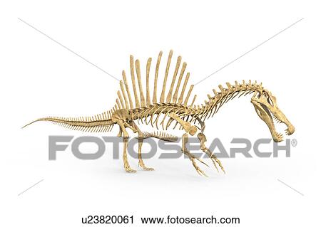 Spinosaurus dinosaur skeleton, illustration View Large Photo Image Stock Image - Spinosaurus dinosaur skeleton, illustration. Fotosearch