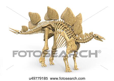 Stock Photography - Stegosaurus dinosaur skeleton, illustration. Fotosearch