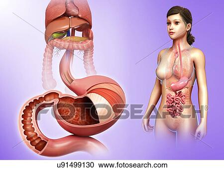 Stomach layers and duodenum, illustration View Large Photo Image Stock Image - Stomach layers and duodenum, illustration. Fotosearch