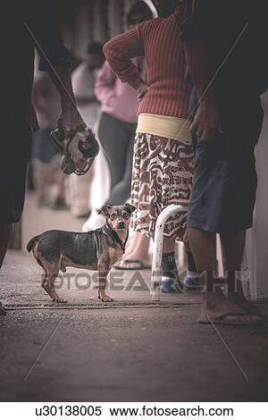 Street dog, Santa Catarina, Brazil View Large Photo Image Stock Photography - Street dog, Santa Catarina, Brazil. Fotosearch