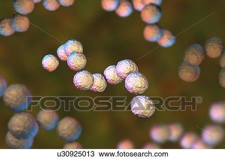 Stock Image - Streptococcus pyogenes bacteria, illustration. Fotosearch