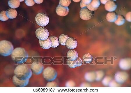 Streptococcus pyogenes bacteria, illustration View Large Photo Image Stock Photo - Streptococcus pyogenes bacteria, illustration. Fotosearch