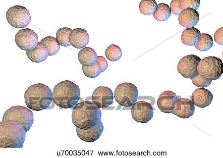 Stock Photo - Streptococcus pyogenes bacteria, illustration. Fotosearch