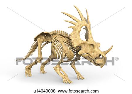 Styracosaurus 恐竜スケルトン イラスト 写真館 イメージ館 U Fotosearch