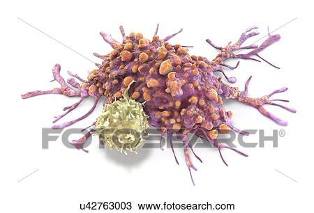 Stock Image - T lymphocyte and cancer cell. Fotosearch