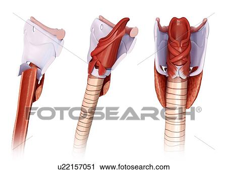 Stock Image - Thyroid cartilage anatomy, illustration. Fotosearch