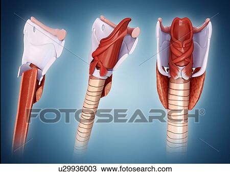 Stock Image - Thyroid gland and cartilage anatomy, illustration. Fotosearch