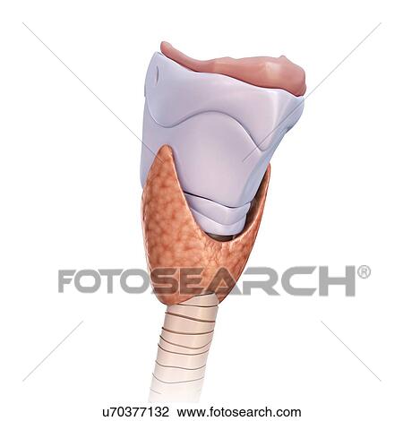 Stock Image - Thyroid gland and cartilage, illustration. Fotosearch