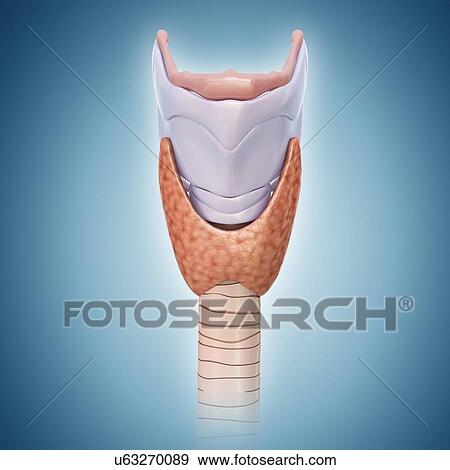 Thyroid gland and cartilage, illustration View Large Photo Image Stock Photo - Thyroid gland and cartilage, illustration. Fotosearch