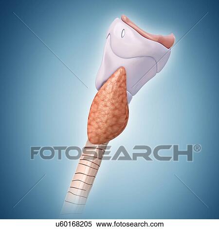 Thyroid gland and cartilage, illustration View Large Photo Image Stock Photography - Thyroid gland and cartilage, illustration. Fotosearch