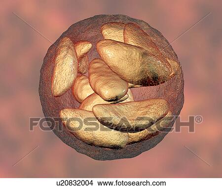 Toxoplasma gondii parasites inside cyst, illustration View Large Photo Image Picture - Toxoplasma gondii parasites inside cyst, illustration. Fotosearch