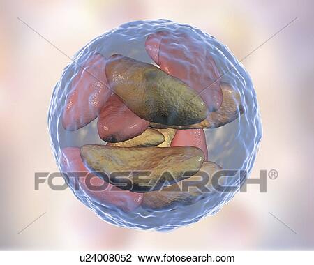 Stock Image - Toxoplasma gondii parasites inside cyst, illustration. Fotosearch