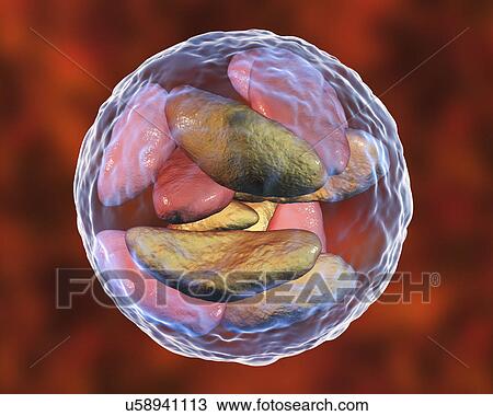 Toxoplasma gondii parasites inside cyst, illustration View Large Photo Image Stock Image - Toxoplasma gondii parasites inside cyst, illustration. Fotosearch