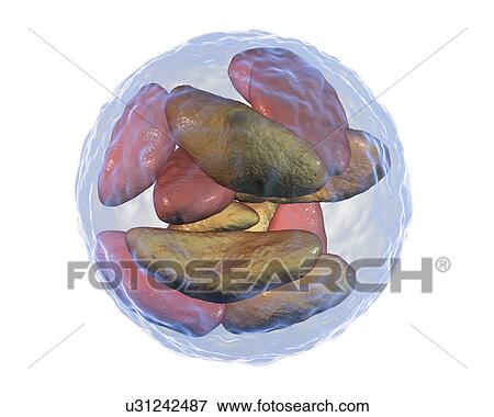 Stock Photo - Toxoplasma gondii parasites inside cyst, illustration. Fotosearch