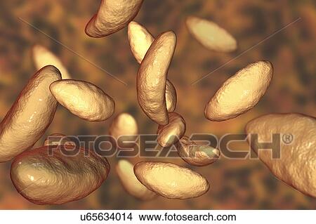 Picture - Toxoplasma gondii parasites, illustration. Fotosearch