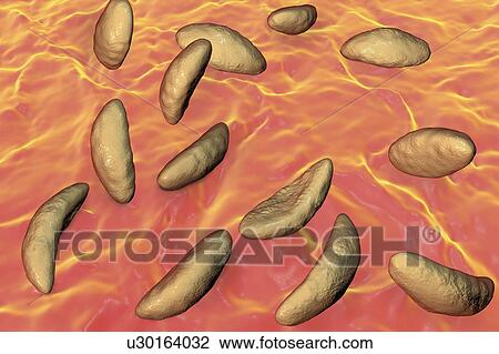 Toxoplasma gondii parasites, illustration View Large Photo Image Stock Image - Toxoplasma gondii parasites, illustration. Fotosearch
