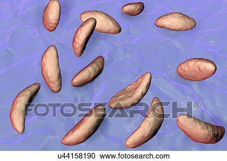 Stock Image - Toxoplasma gondii parasites, illustration. Fotosearch