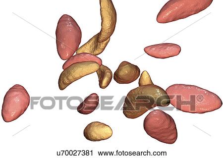Stock Image - Toxoplasma gondii parasites, illustration. Fotosearch