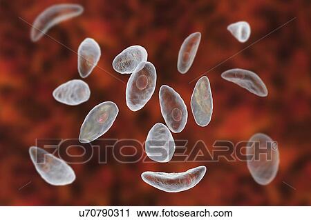 Stock Image - Toxoplasma gondii parasites, illustration. Fotosearch