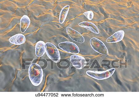 Stock Image - Toxoplasma gondii parasites, illustration. Fotosearch
