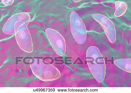 Stock Photo - Toxoplasma gondii parasites, illustration. Fotosearch