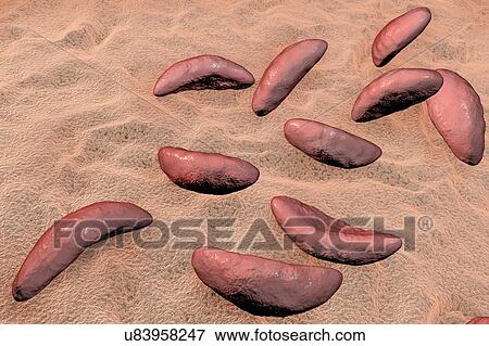 Toxoplasma gondii parasites, illustration View Large Photo Image Stock Photo - Toxoplasma gondii parasites, illustration. Fotosearch