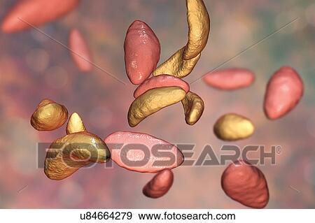 Toxoplasma gondii parasites, illustration View Large Photo Image Stock Photo - Toxoplasma gondii parasites, illustration. Fotosearch