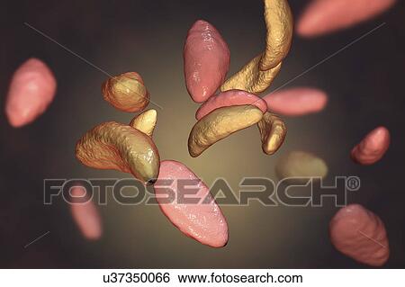 Toxoplasma gondii parasites, illustration View Large Photo Image Stock Photograph - Toxoplasma gondii parasites, illustration. Fotosearch