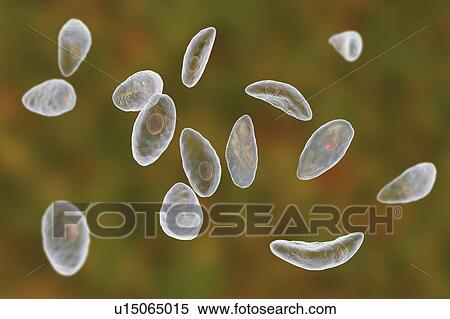 Toxoplasma gondii parasites, illustration View Large Photo Image Stock Photography - Toxoplasma gondii parasites, illustration. Fotosearch