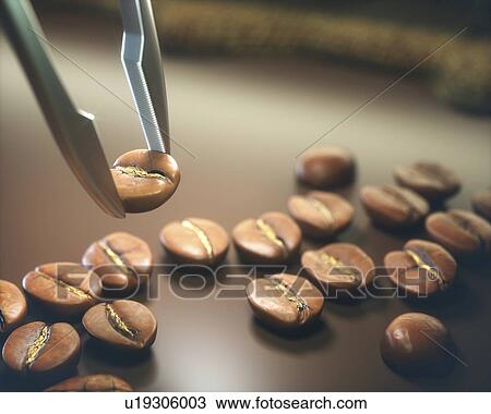 Stock Image - Tweezers selecting coffee bean, close up. Fotosearch