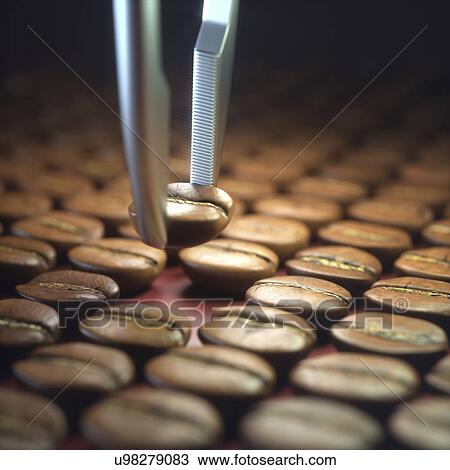 Stock Image - Tweezers selecting coffee bean, close up. Fotosearch