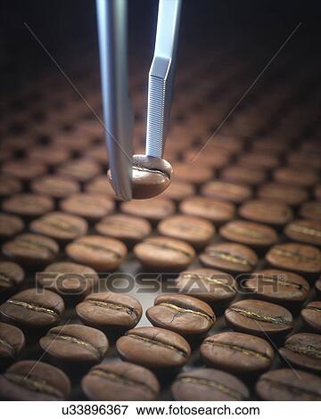 Tweezers selecting coffee bean, close up View Large Photo Image Stock Photo - Tweezers selecting coffee bean, close up. Fotosearch