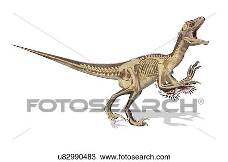 Utahraptor dinosaur skeleton, illustration View Large Photo Image Stock Image - Utahraptor dinosaur skeleton, illustration. Fotosearch