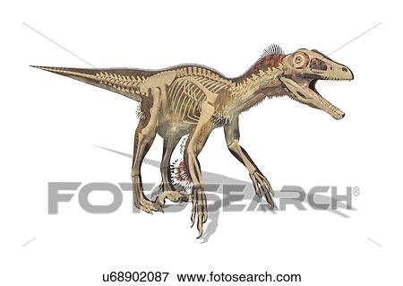 Stock Photo - Utahraptor dinosaur skeleton, illustration. Fotosearch
