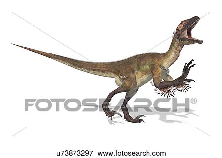 Stock Photo - Utahraptor dinosaur skeleton, illustration. Fotosearch