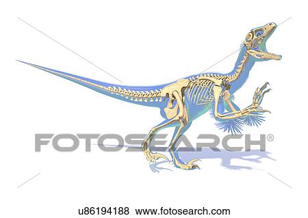 Stock Photo - Utahraptor dinosaur skeleton, illustration. Fotosearch