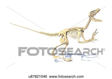 Utahraptor dinosaur skeleton, illustration View Large Photo Image Stock Photograph - Utahraptor dinosaur skeleton, illustration. Fotosearch