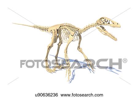 Stock Photograph - Utahraptor dinosaur skeleton, illustration. Fotosearch