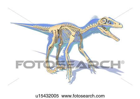 Utahraptor dinosaur skeleton, illustration View Large Photo Image Stock Photography - Utahraptor dinosaur skeleton, illustration. Fotosearch